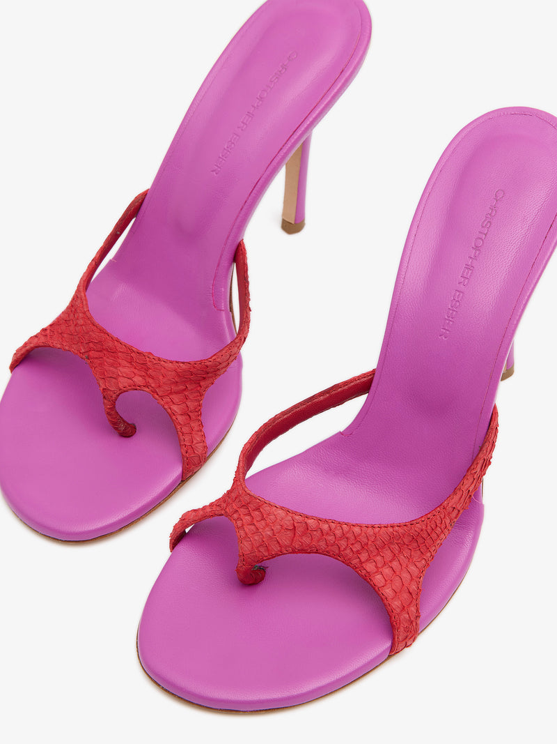 Alocasia Heel - Image 3