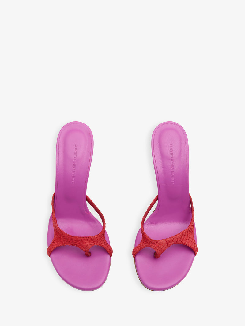 Alocasia Heel - Image 4